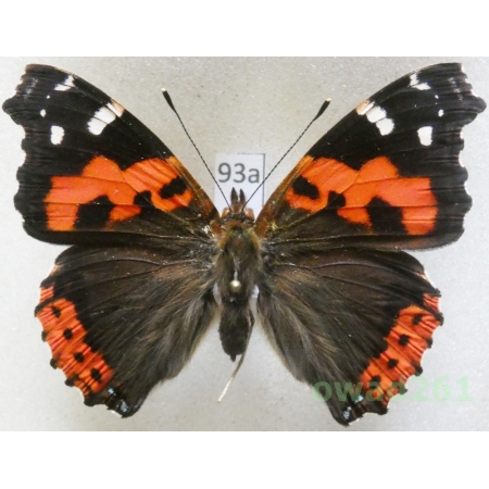 Vanessa vulcania (Godart, 1819) Madeira, Portugal93a